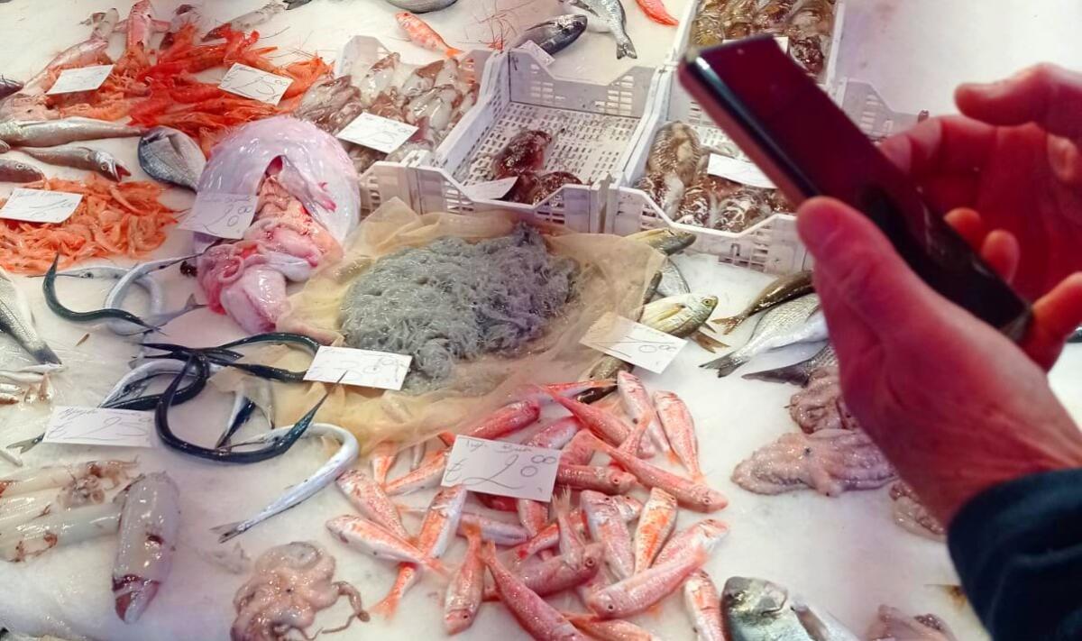 In Calabria e in Sicilia il business del novellame della sarda monta ad un milione - 