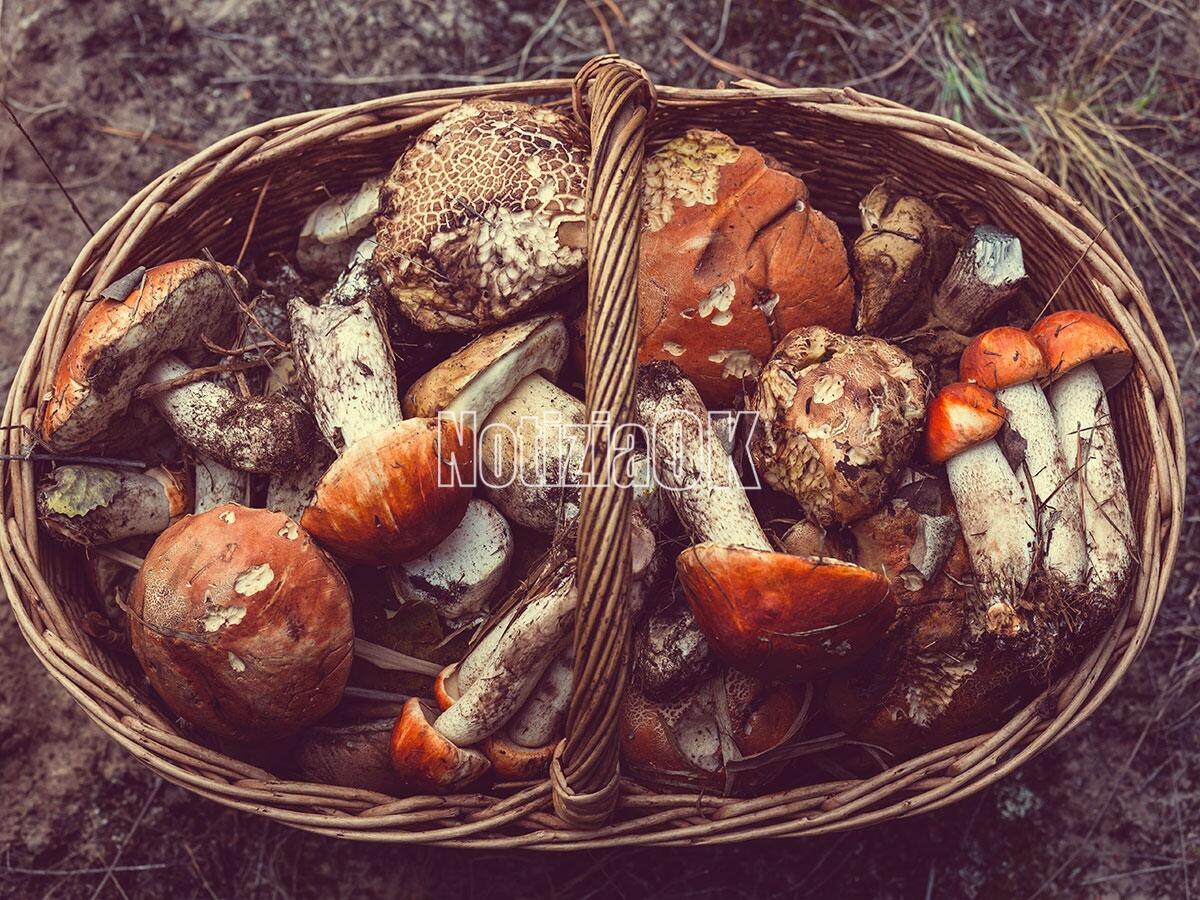 Un morso al sapore - Porcini della Sila, un prodotto da utilizzare in diverse ricette - 