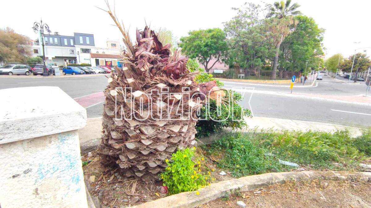 Nei quartieri di Crotone: palme e decoro, servono interventi in viale Regina Margherita - 