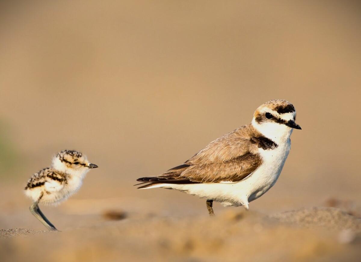 Il Fratino torna a nidificare sulle coste del crotonese: il Circolo Ibis attiva la tutela del nido - 