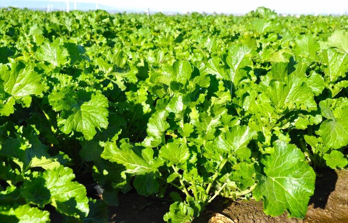 Sua eccellenza il broccolo di rapa: iniziato l'iter per il riconoscimento IGP -