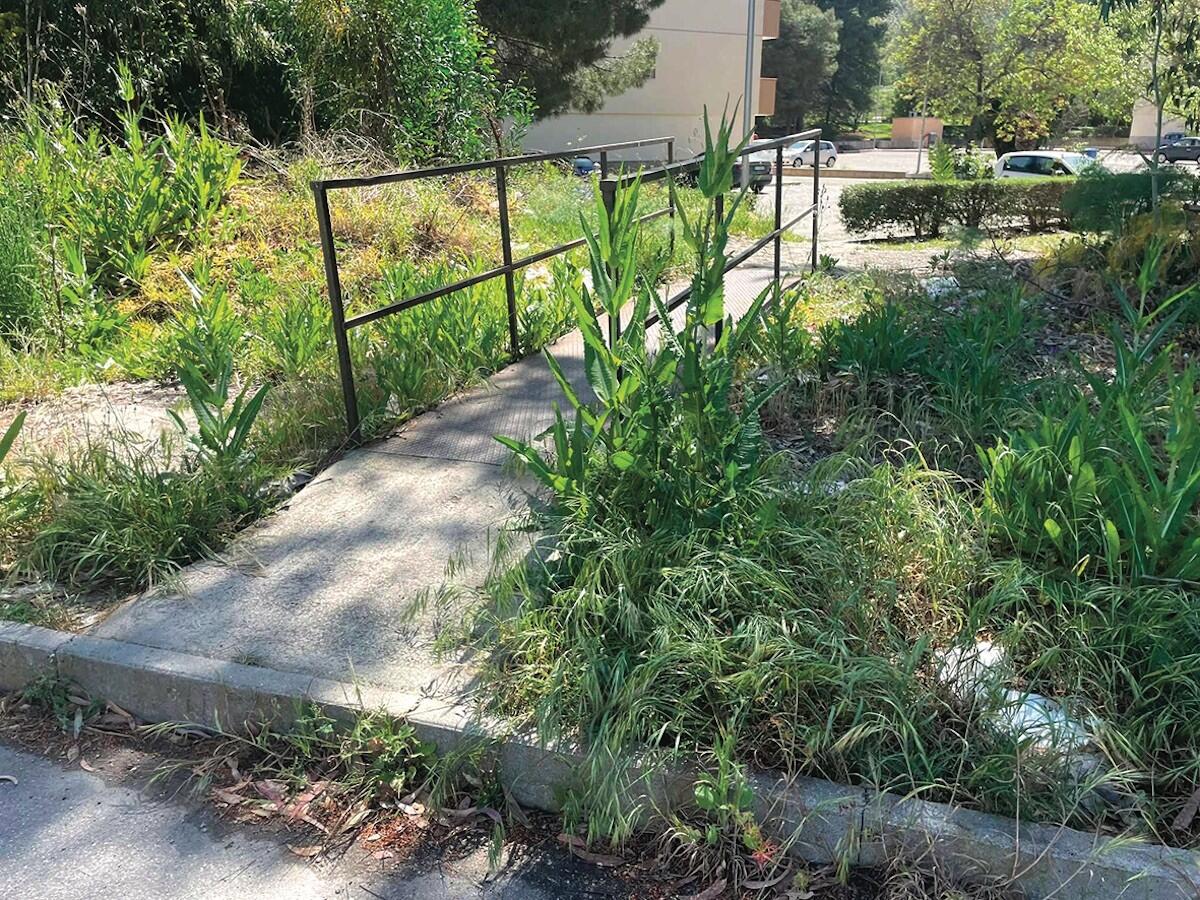 Nei quartieri di Crotone: in periferia a volte l'erba è anche indigesta - 