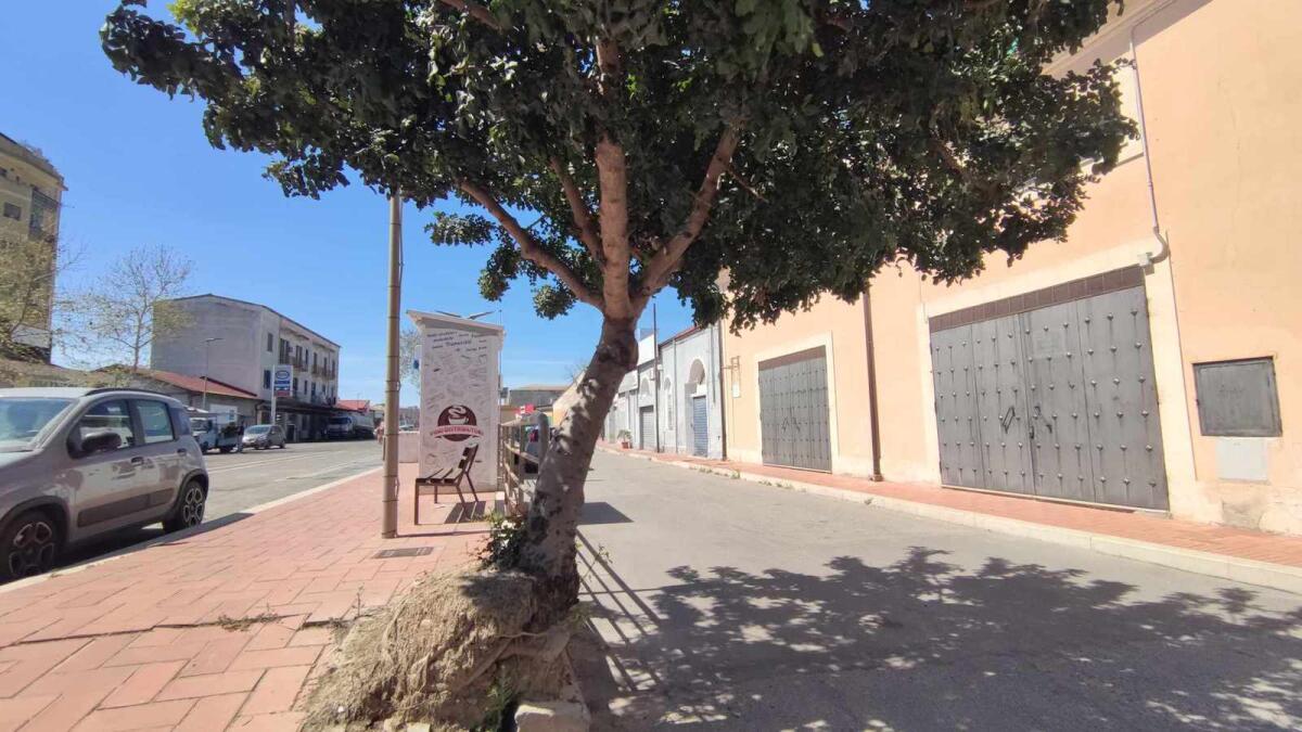 Nei quartieri di Crotone: albero pericolante, la prudenza non è mai troppa - 
