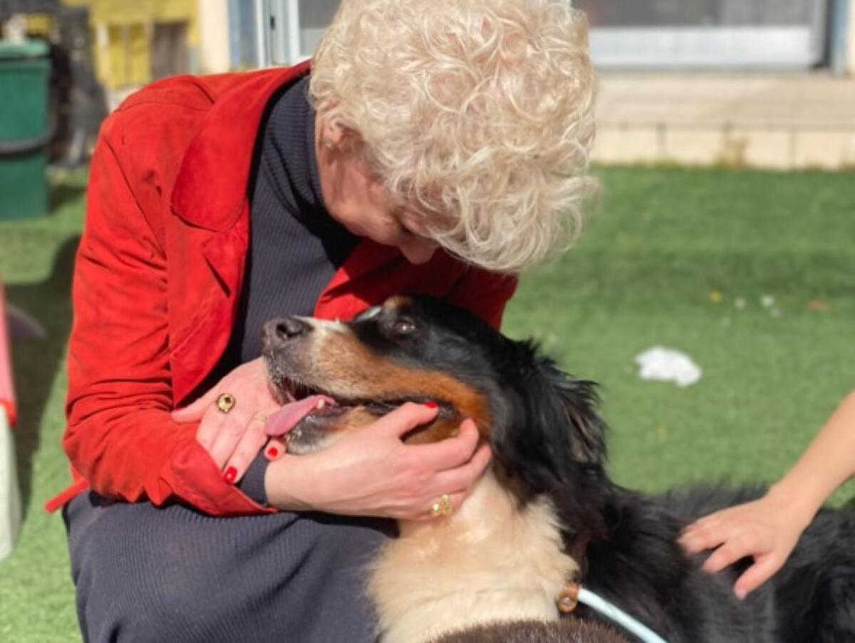 Corigliano-Rossano, abbandono di animali: la prevenzione parte dall'Asili Nido - 