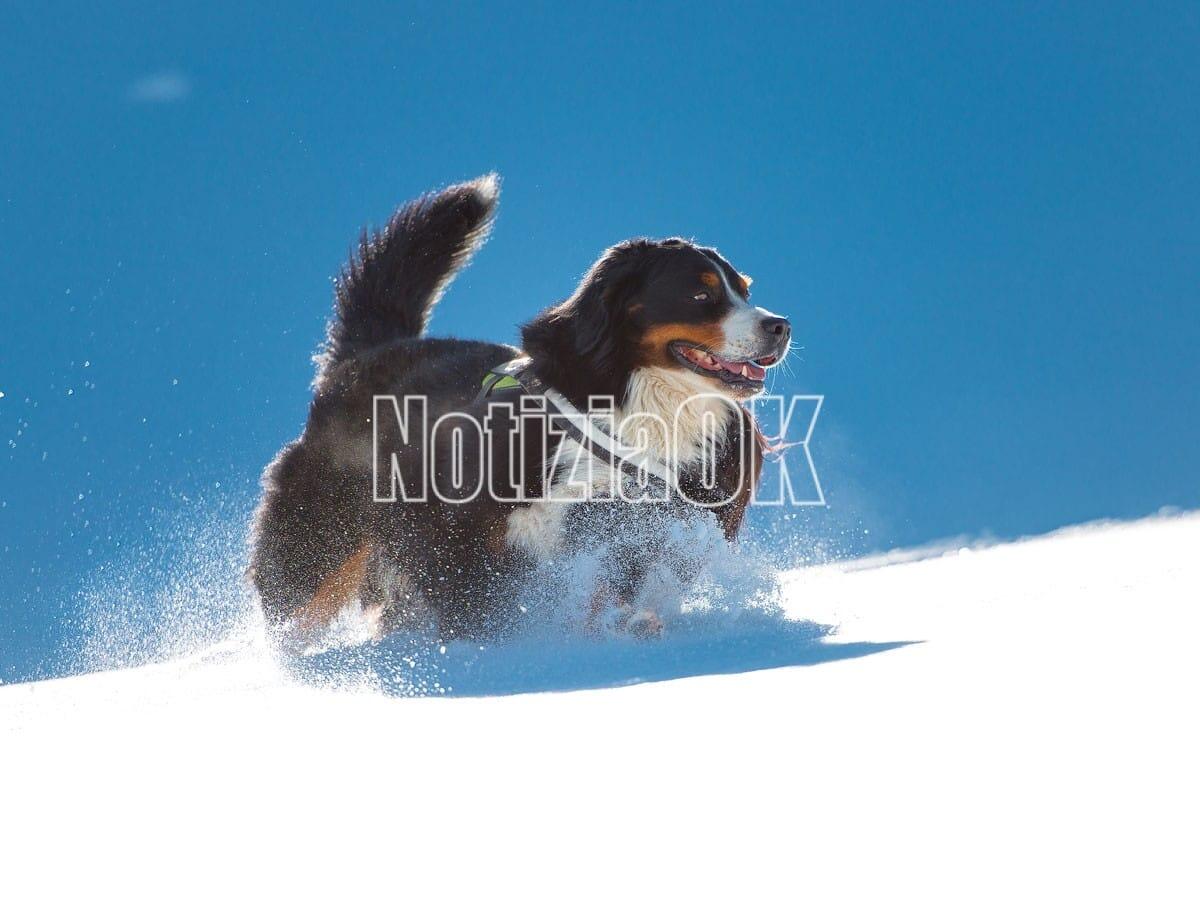Vita da cani: perché i piccoli cani vivono di più di quelli grandi - 