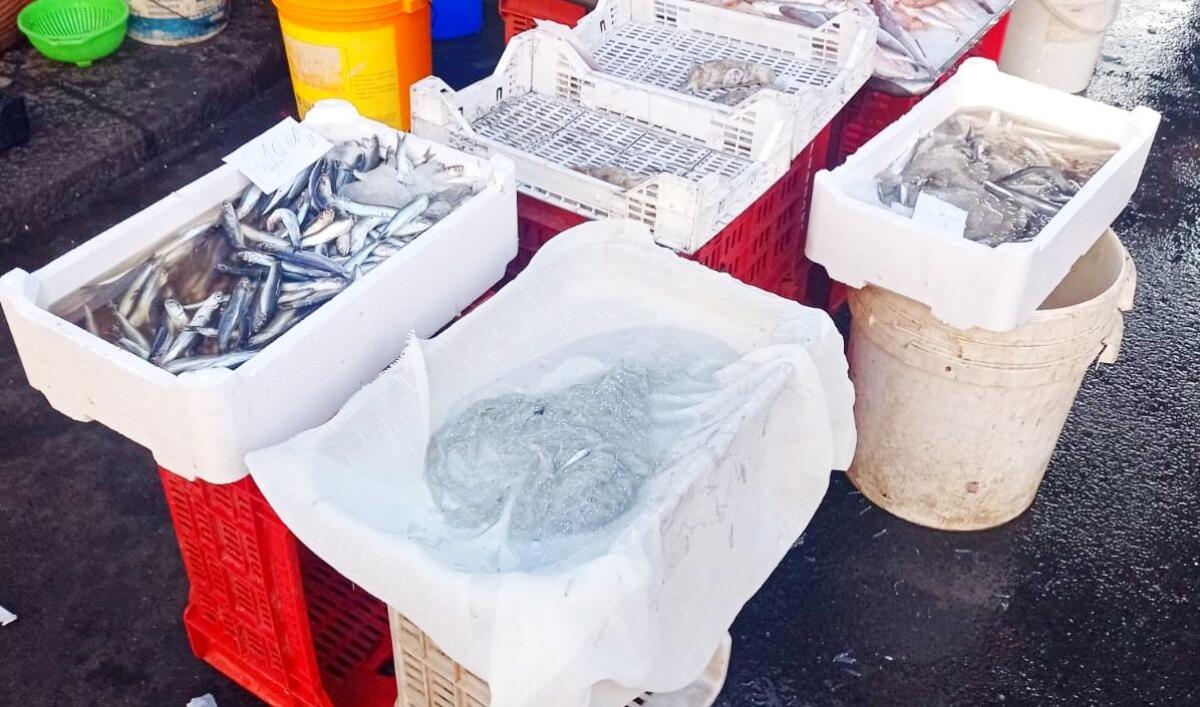 Pesca illegale, in Calabria e Sicilia business milionario della neonata - 