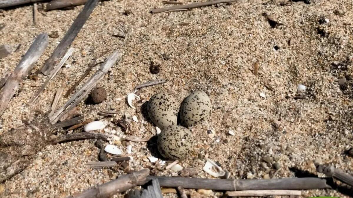 Il Fratino torna a nidificare a Crotone: messe in campo azioni per salvaguardare la specie - 