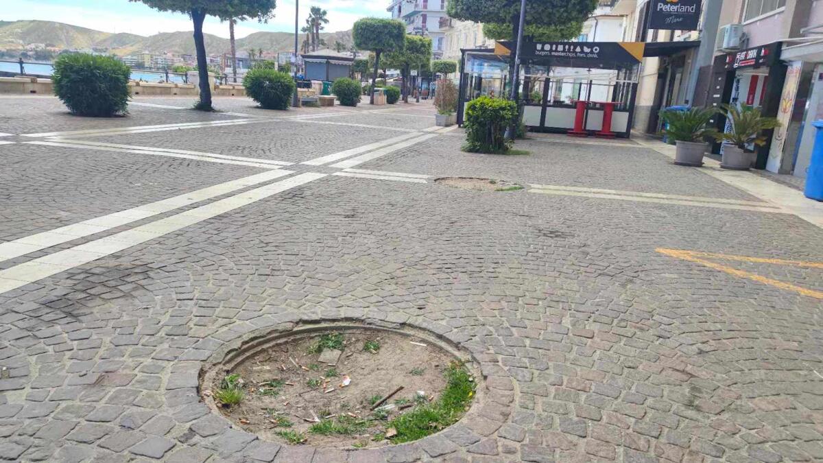 Nei quartieri di Crotone: sul lungomare c'è una moria di alberi - 