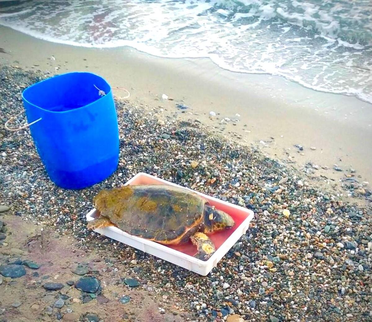 Impigliata in una lenza: soccorsa una tartaruga Caretta Caretta di circa 25 anni - 