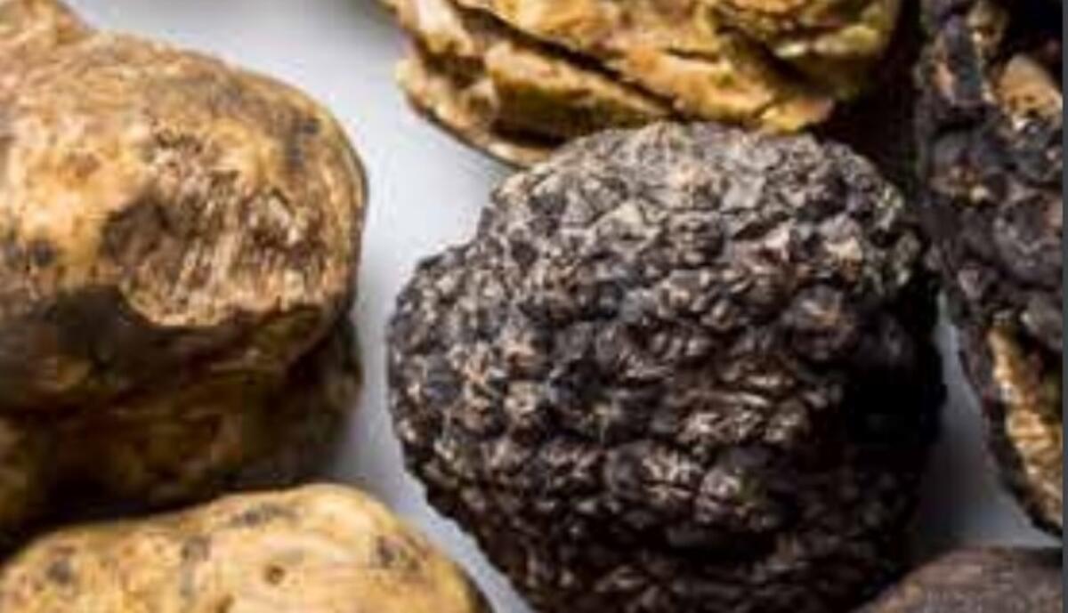 Tartufo di Calabria: il CREA capofila nella costruzione della filiera - 