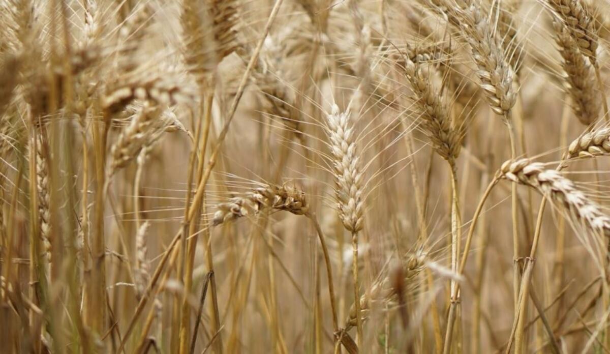 Clima: il raccolto di grano crolla sotto i 3,5 mln di tonnellate - 