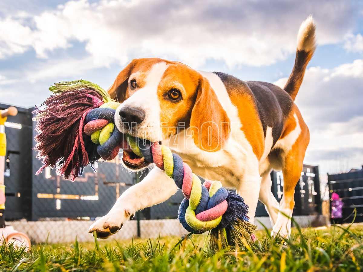 Vita da cani: perchè ci seguono sempre? La risposta - 