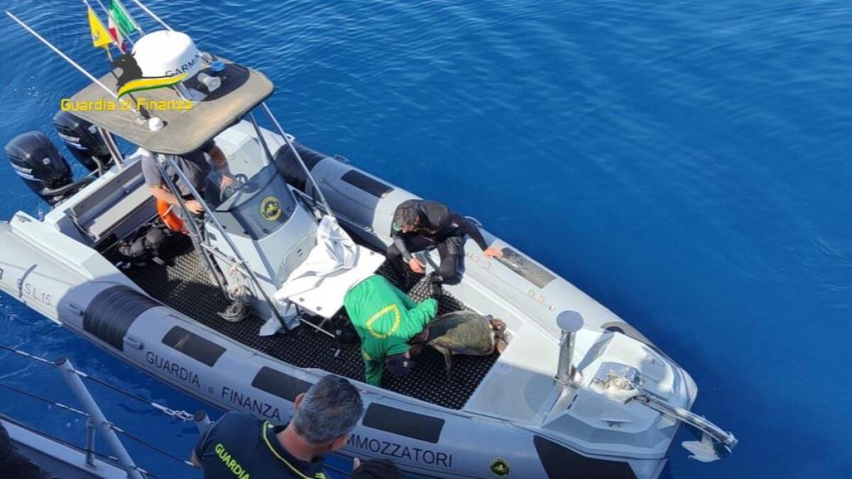 Esemplare caretta caretta salvata dalla Guardia di Finanza - 