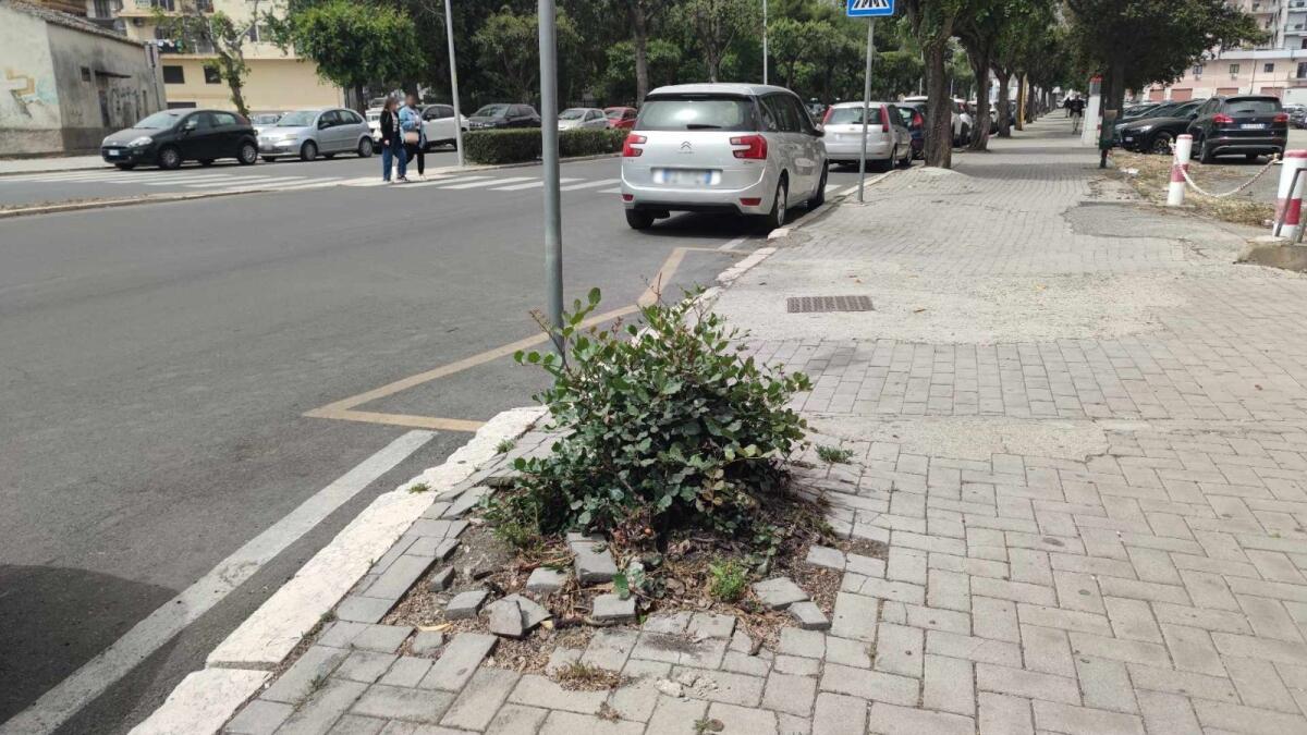 Nei quartieri di Crotone: l'albero di via Giovanni Paolo II, un caso ancora irrisolto - 