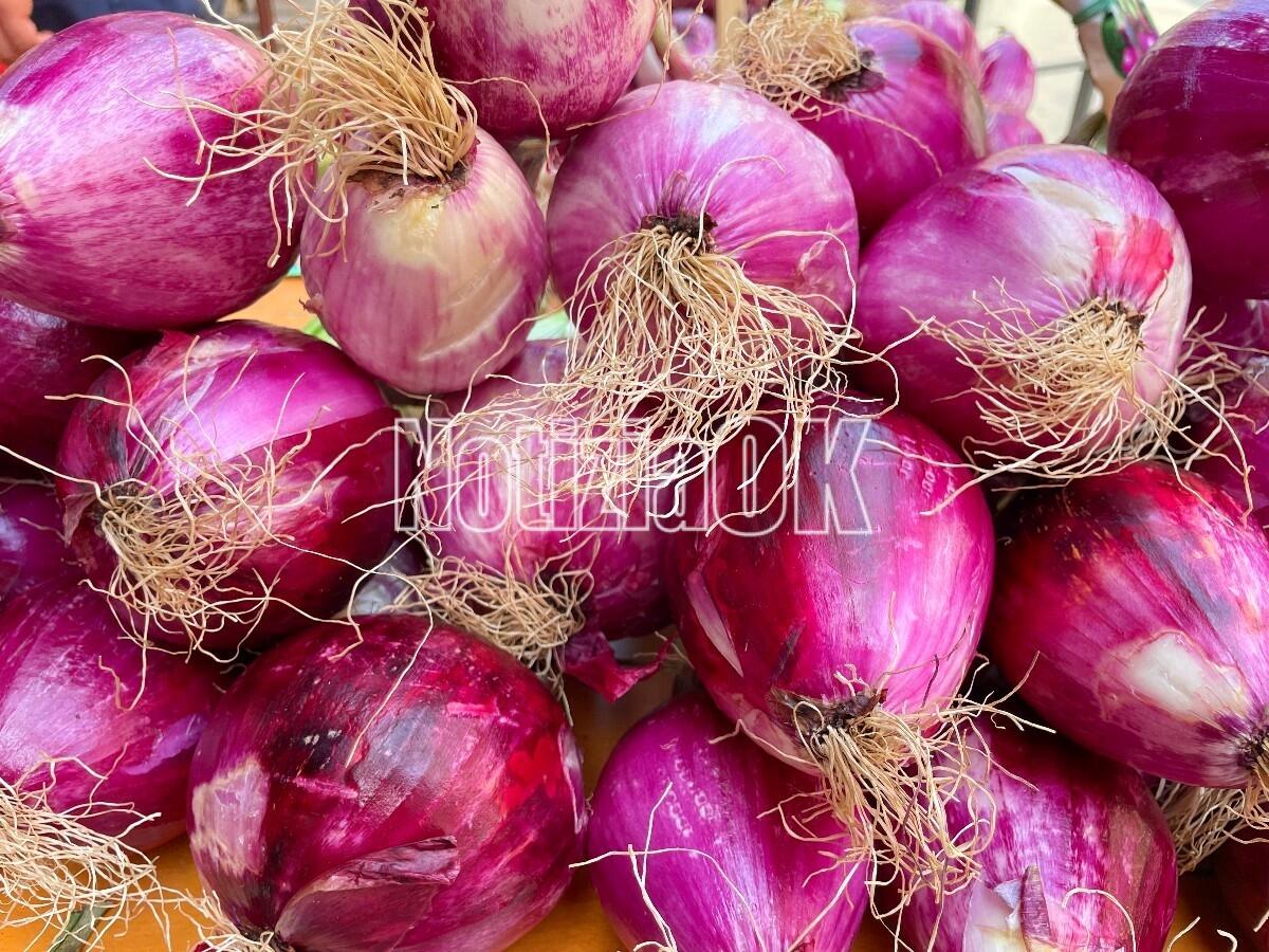 Lifestyle - Salvia e cipolla contro le punture d'insetto - 