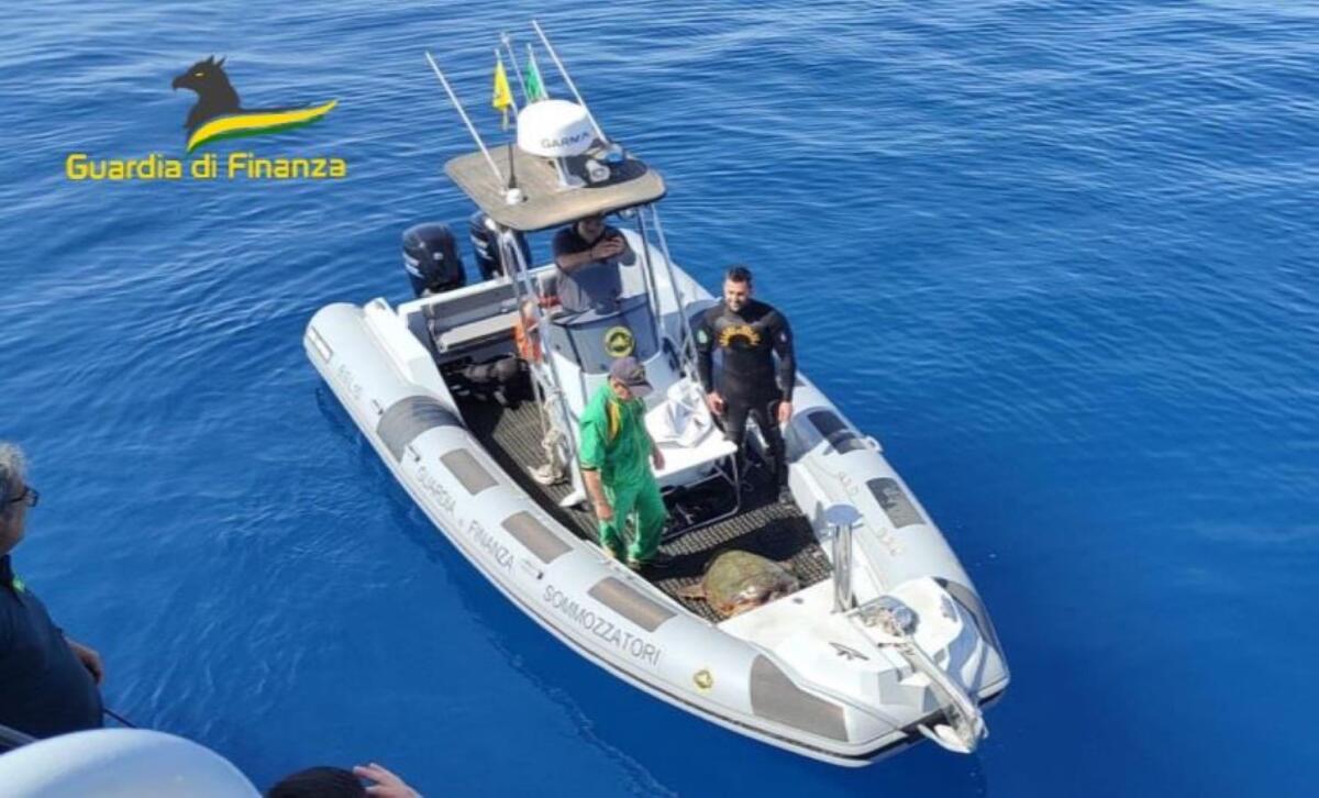 Salvata tartaruga Caretta Caretta in evidente stato di difficoltà - 