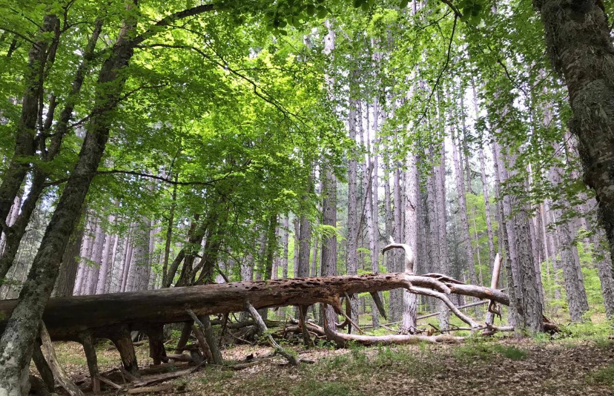 Camminando per la Sila alla scoperta della biodiversità - 