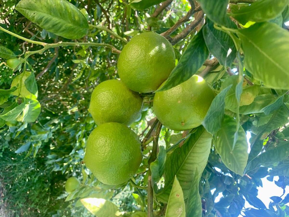 Dal Bergamotto un farmaco per la cura di demenza e cerebrolesioni: avviene in Calabria - 