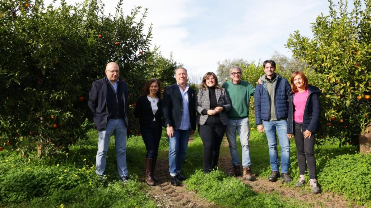 Clementine IGP di Calabria: ecco il nuovo disciplinare di produzione - 