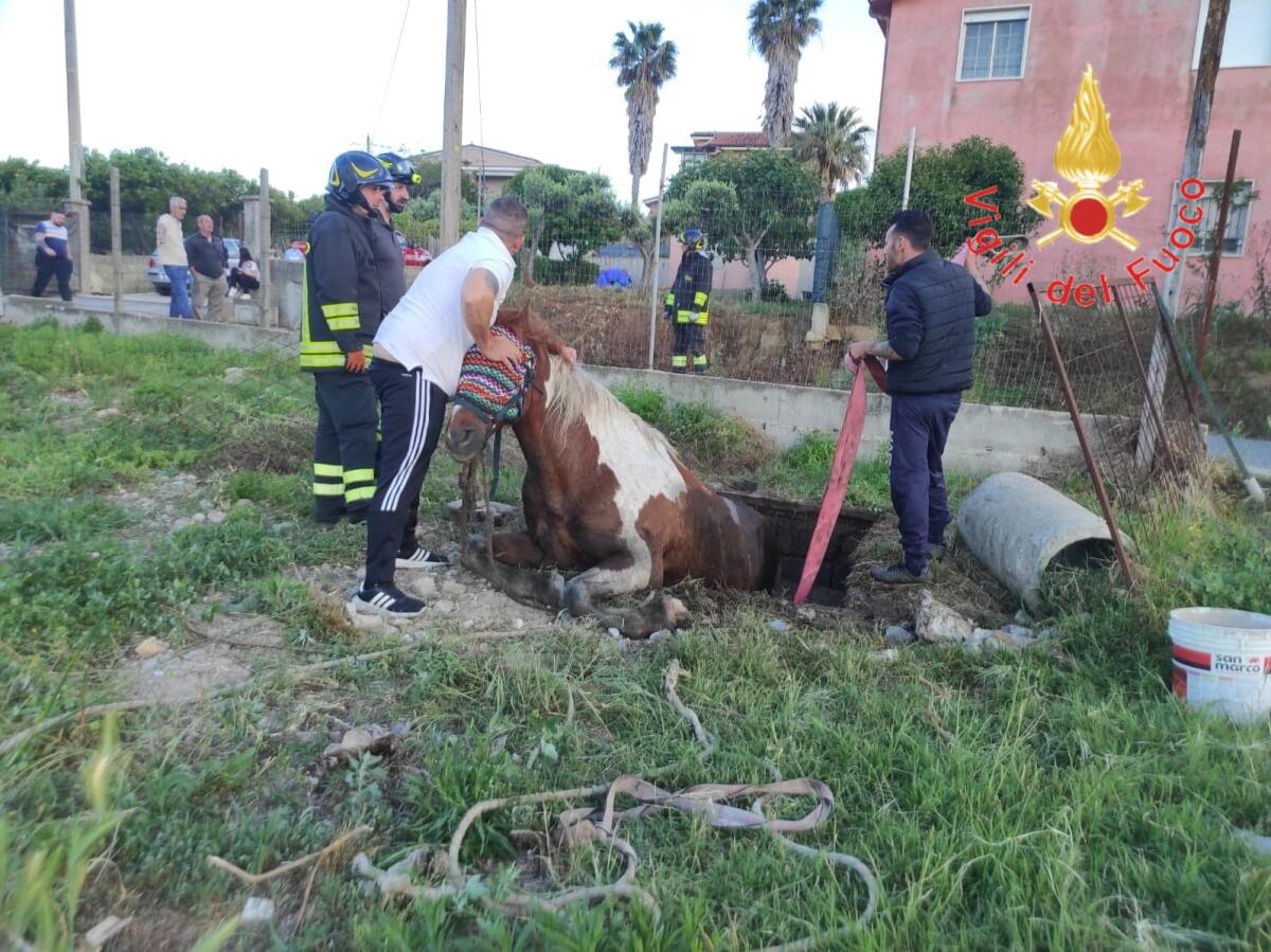 Crotone - I Vigili del fuoco salvano un cavallo in pericolo - 