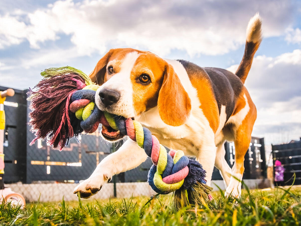Vita da cani: perchè ci seguono sempre? La risposta - 