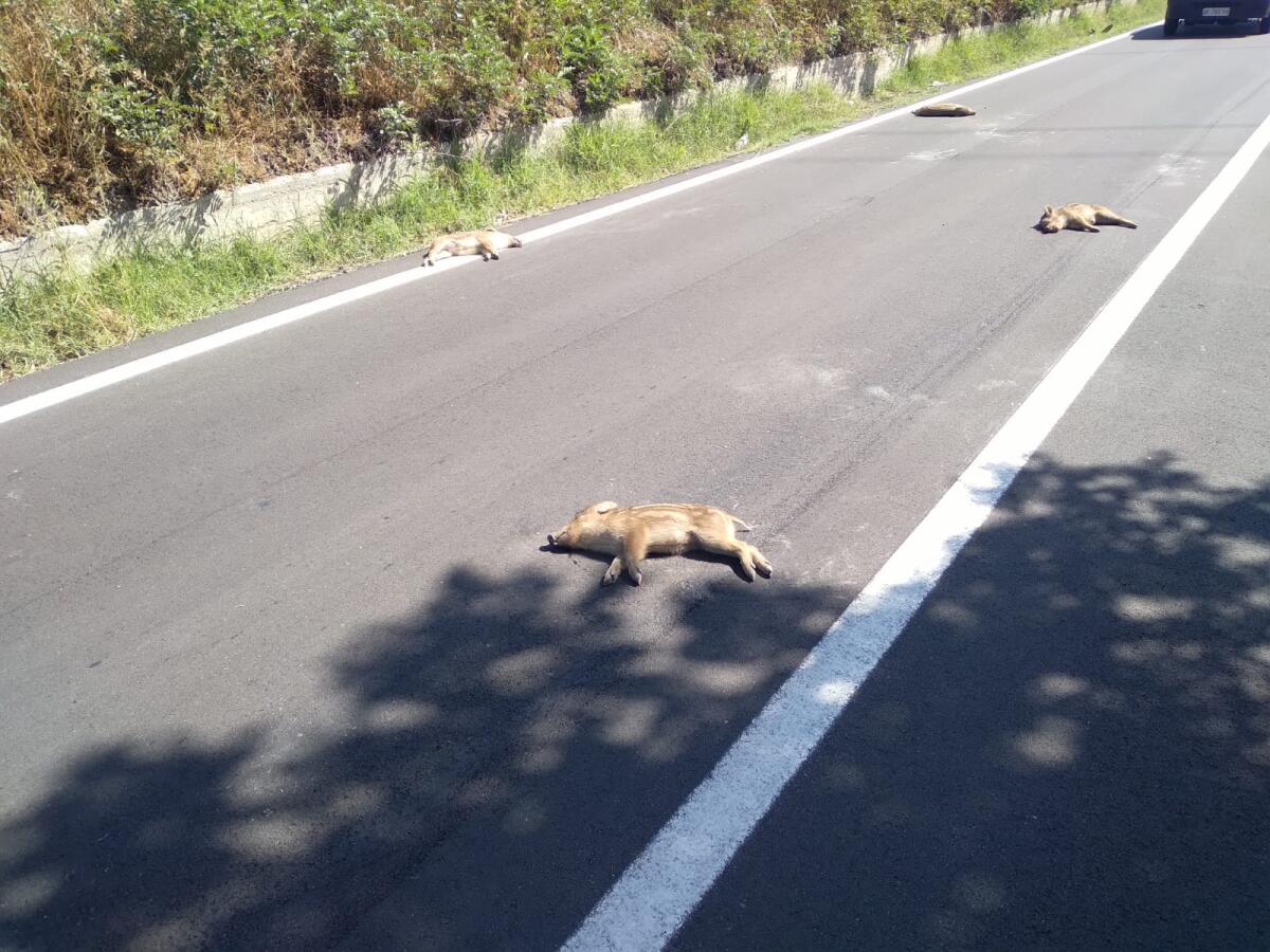 Crotone - Cinghiali morti lungo la SP 52: la segnalazione del consigliere Pedace - 