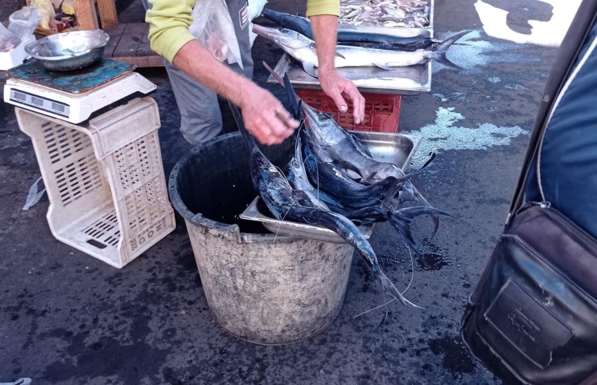 Pesca illegale in Calabria e Sicilia, la Commissione europea: tolleranza zero - 