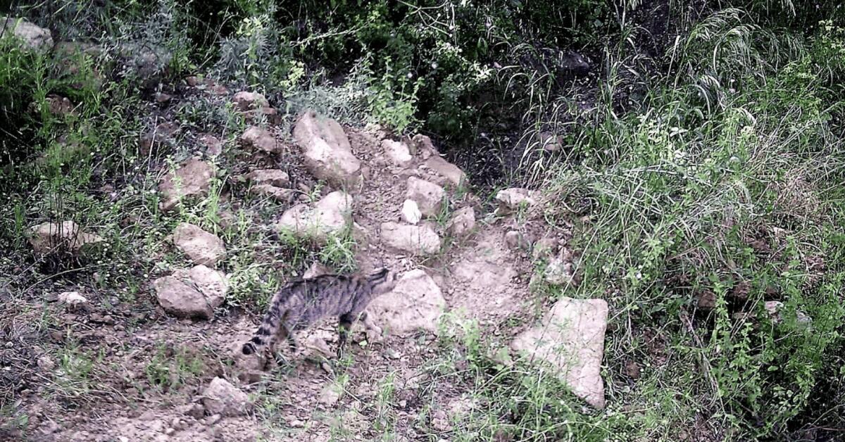 Crotone, gatti fatti a pezzi: per gli animalisti potrebbe essere opera di satanisti - 