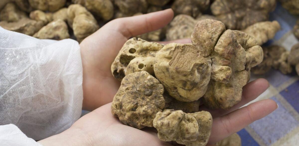 Tartufo di Calabria: il CREA capofila nella costruzione della filiera - 