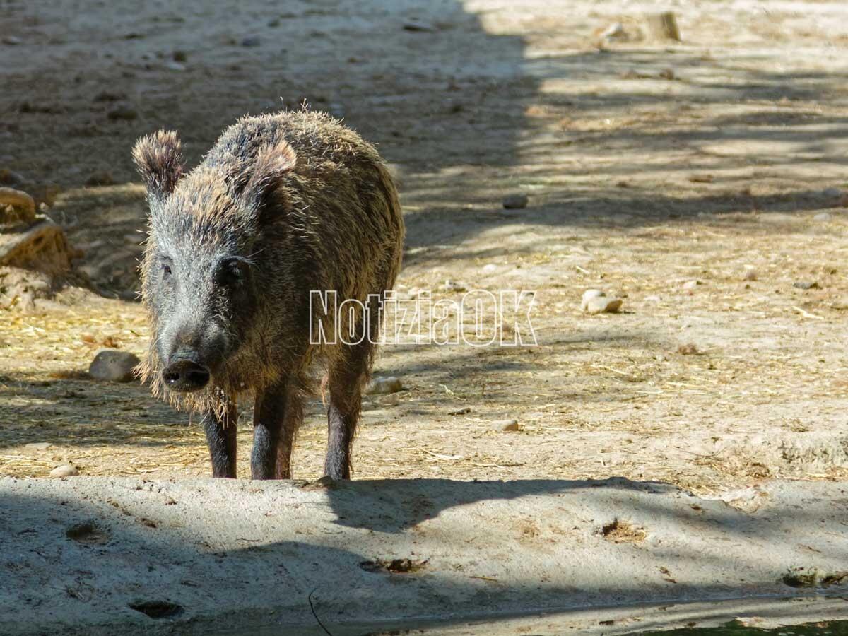 Oggi Coldiretti in piazza per difendere le campagne dai cinghiali - 