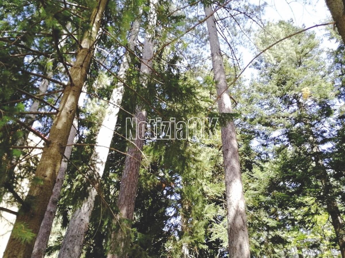 A Fuscaldo la Dimostrazione internazionale di macchine e attrezzature forestale - 