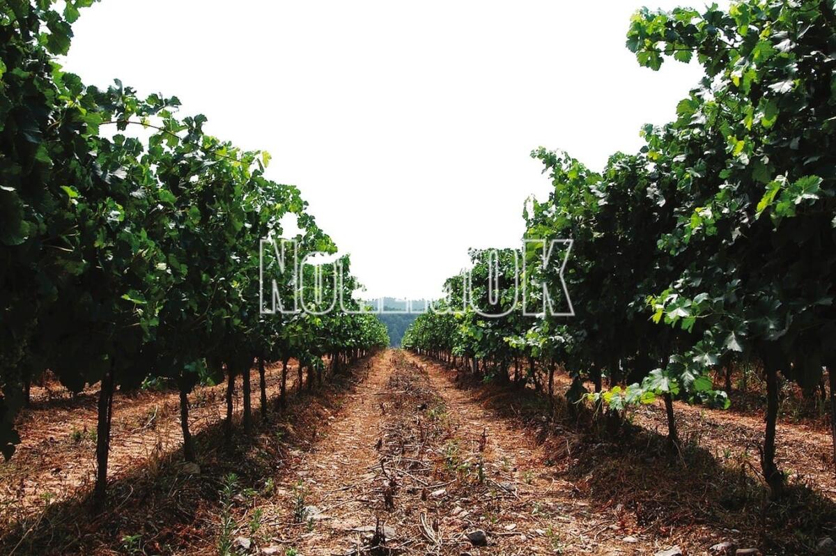 Zes Unica, credito di imposta anche alle imprese agricole - 