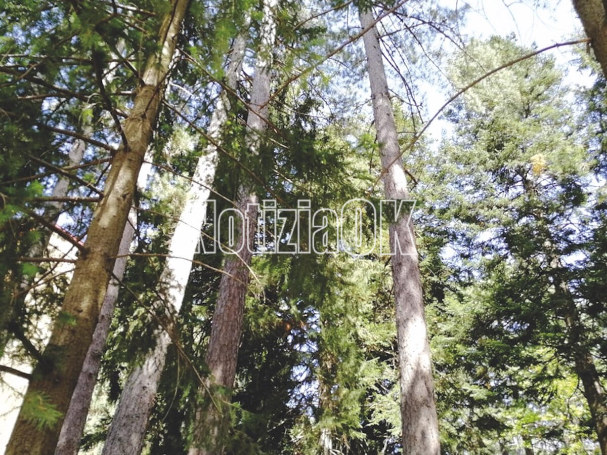 In Calabria l'evento internazionale di macchine e attrezzature forestale - 