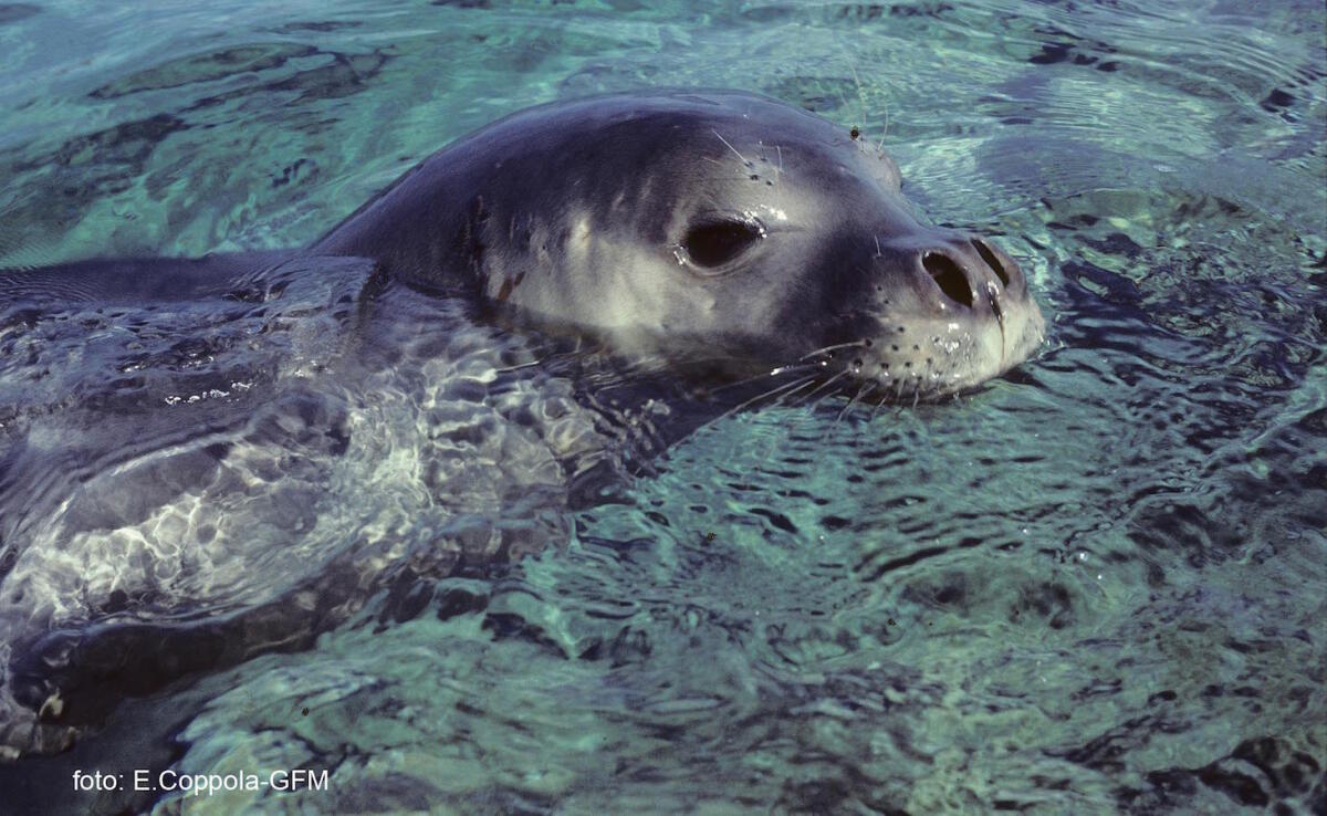 Sulle tracce della foca monaca, unico pinnipide del Mediterraneo - 