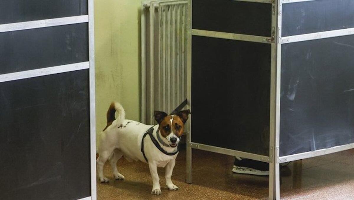Sabato e domenica si vota, portiamo anche Fido al seggio elettorale - 