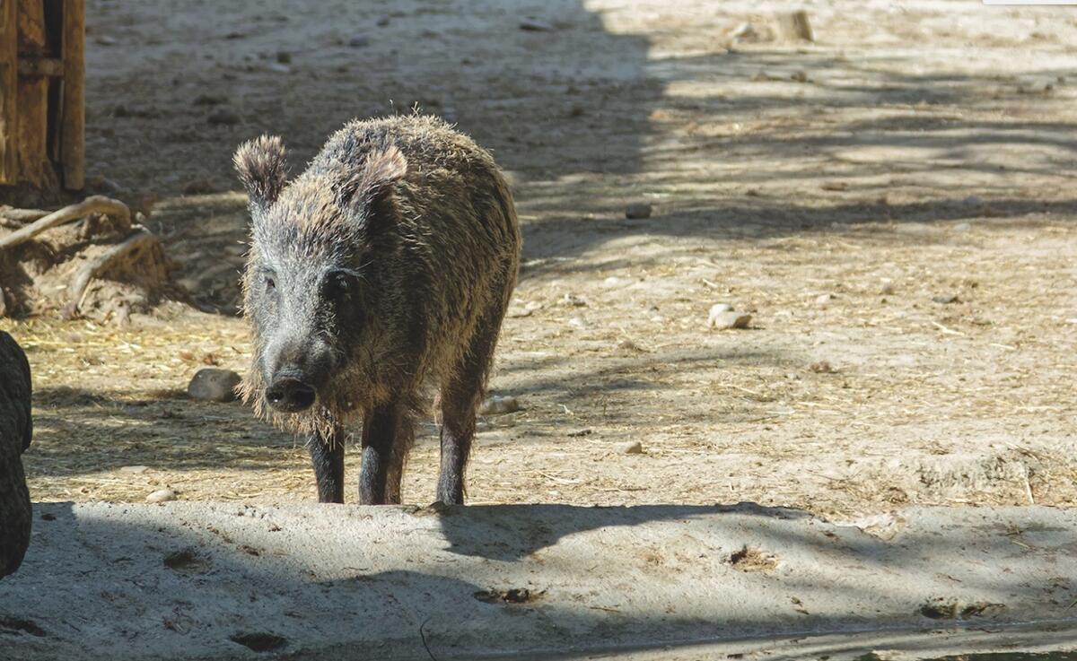 Troppi cinghiali, gli agricoltori tornano a bloccare la strada - 