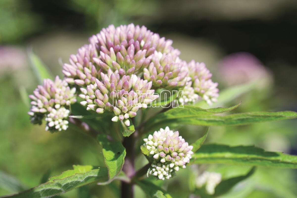 Filiera delle piante officinali e spezie in Calabria: un workshop a Fuscaldo - 
