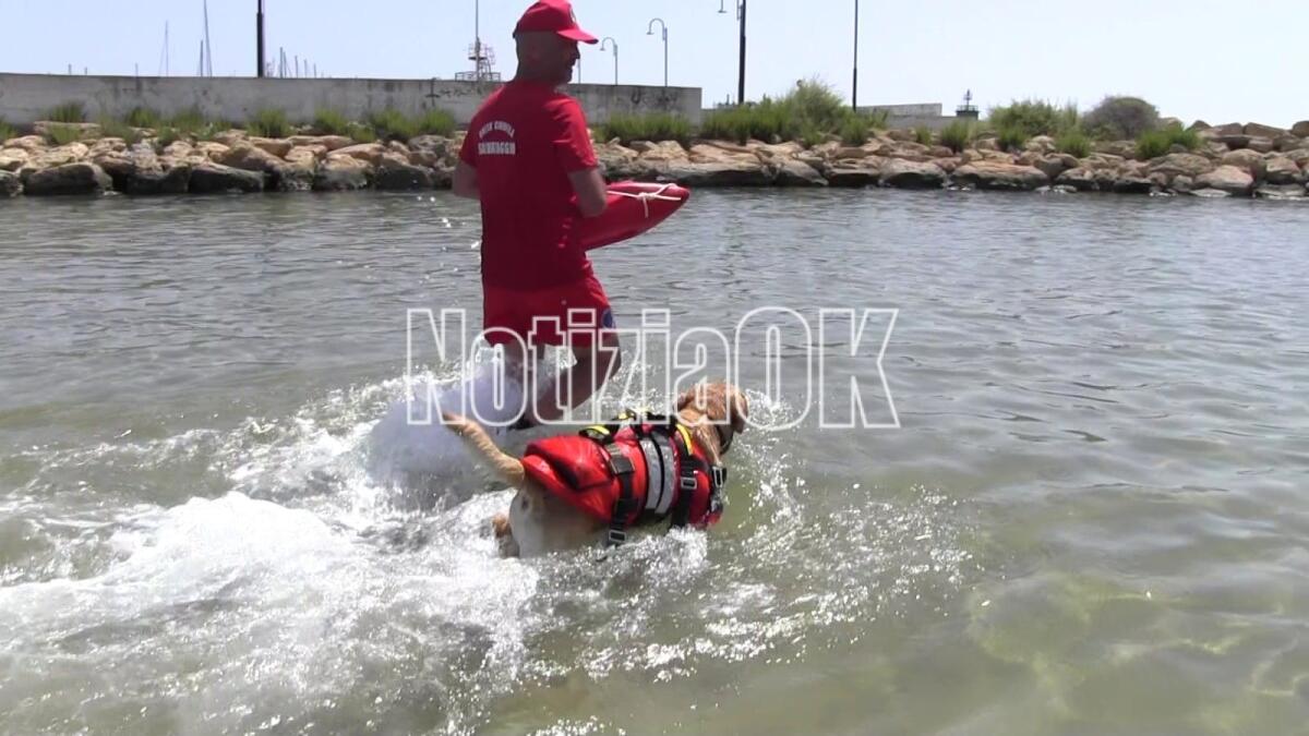 Crotone - Spiagge più sicure con i cani da salvataggio - 