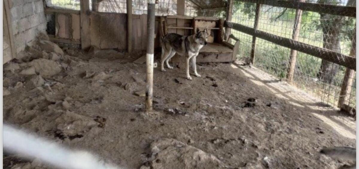 Caccuri - Si prende cura dei cani abbandonati ma la Asp lo multa, parte una gara di solidarietà - 