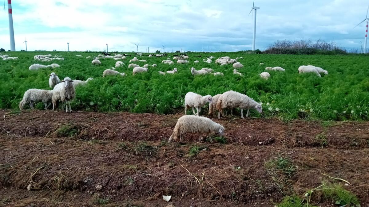 Siccità, è emergenza in Calabria - 