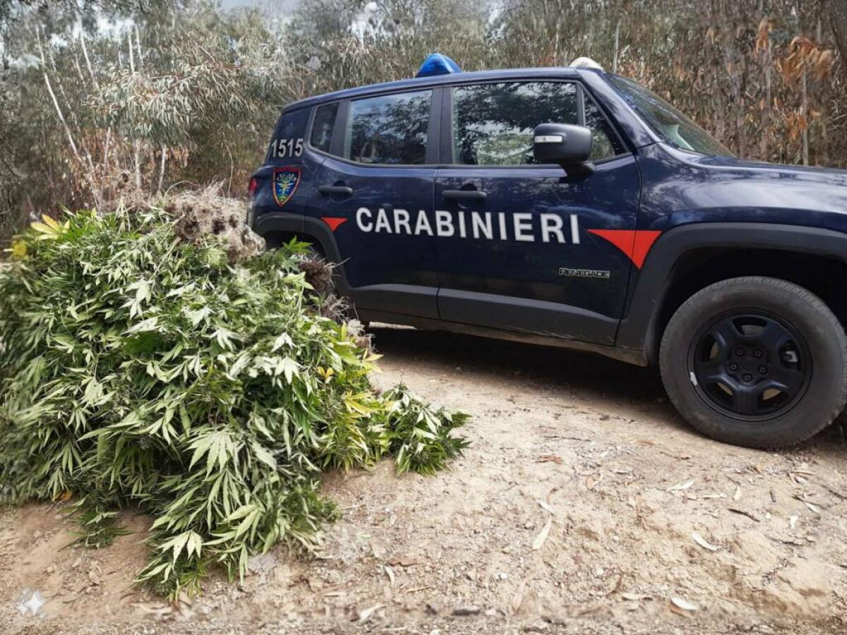 Scoperte oltre 500 piante di marijuana in località Brasimato - 