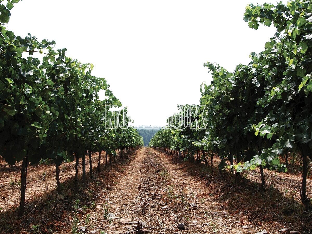 Dal ministero dell'Agricoltura un nuovo aiuto per la ristrutturazione dei vigneti - 