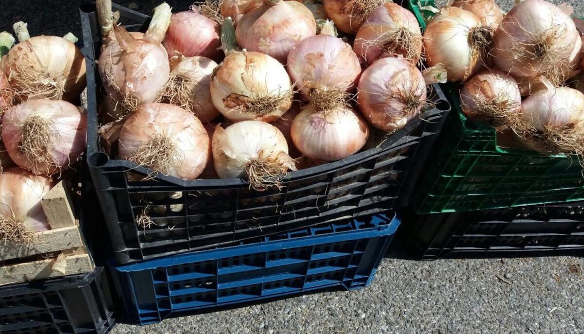 La Calabria celebra la Cipolla Bianca - 