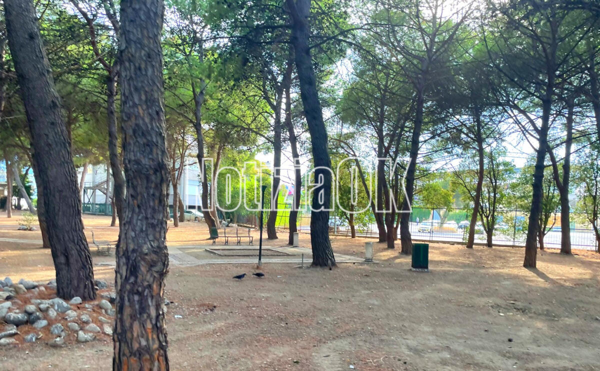 Crotone - Italia Nostra: ''Reintegrare l'albero caduto con un altro busto arboreo'' - 