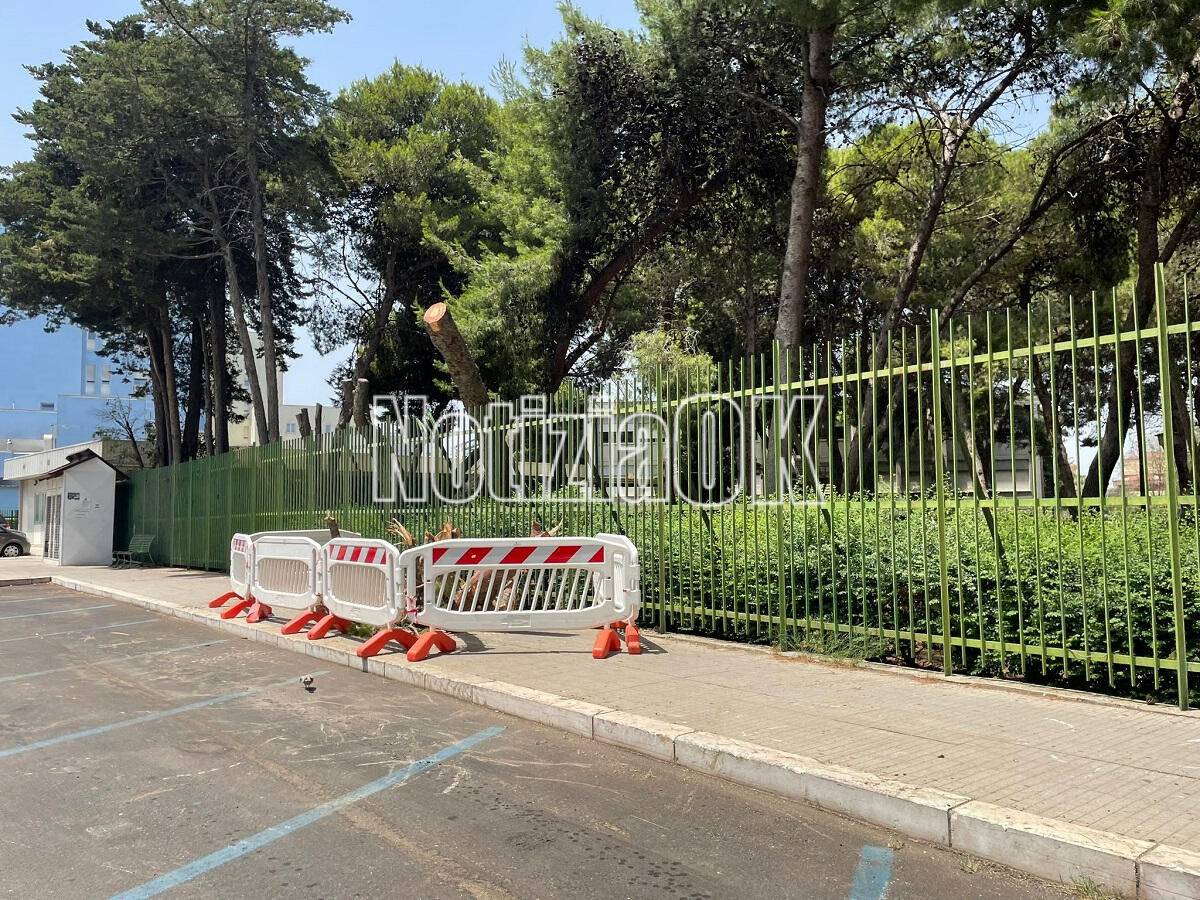 Crotone - Parco Zanotti Bianco: dopo la caduta dell'albero, interventi di messa in sicurezza - 