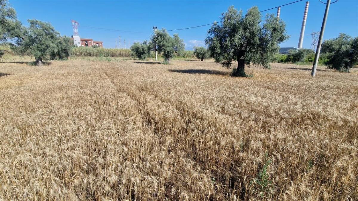 Corigliano-Rossano - Ricca l’annata cerealicola dell'Istituto Majorana - 