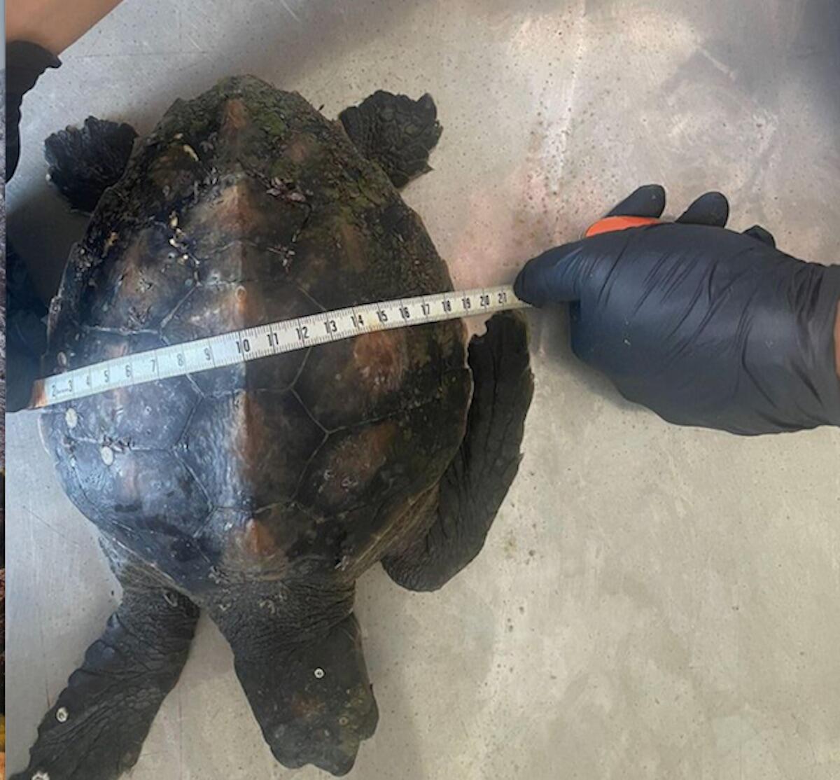 Un altro esemplare di Caretta caretta salvato nel nostro mare, Selene presto sarà rimessa in libertà - 
