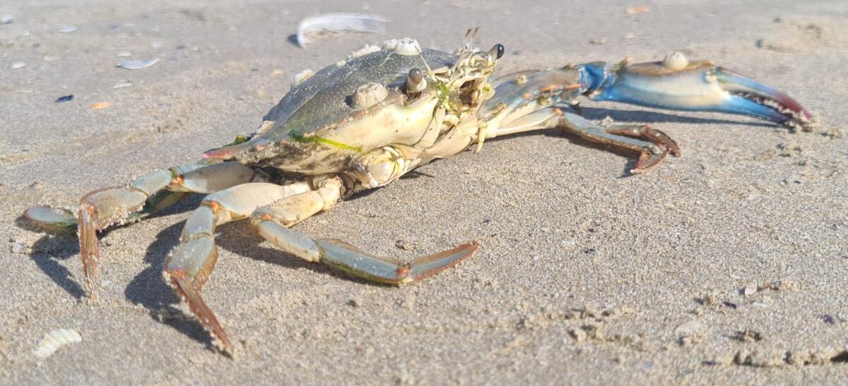 Pesca: 100 mln di danni dal granchio blu, dalle vongole alle ostriche - 