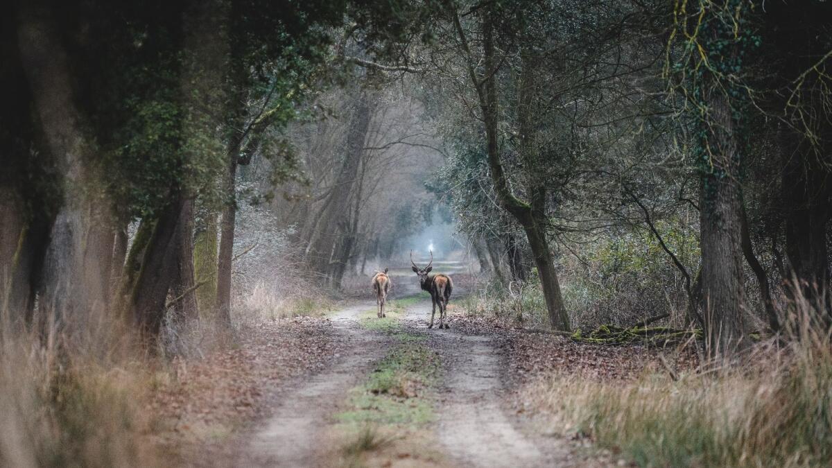 (Video) Nato un piccolo Cervo Italico in Calabria - foto Marco Barretta