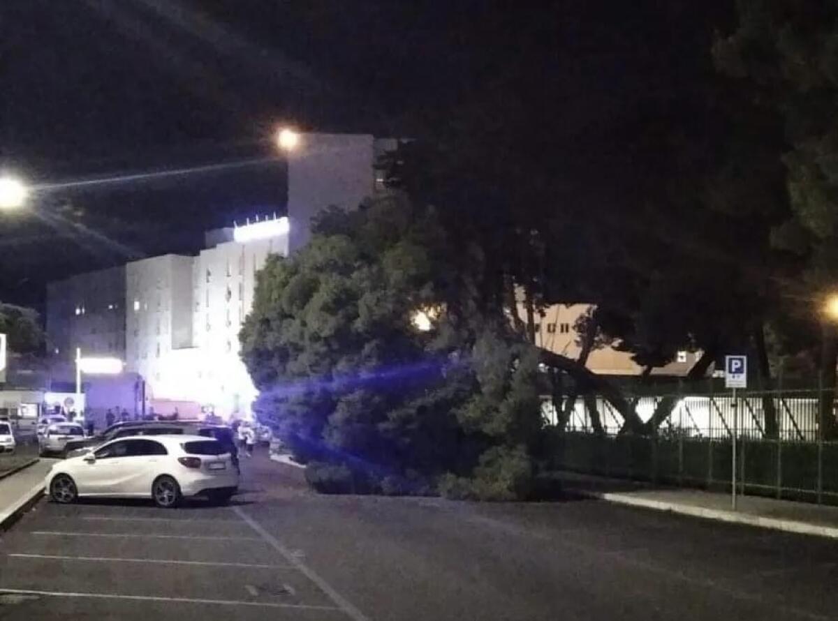 Crotone, caduto albero vicino l’Ospedale - 